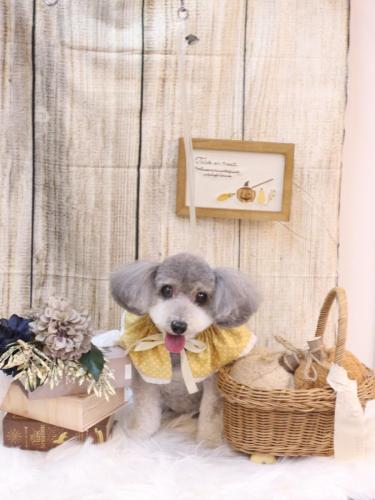 20241025チップちゃん